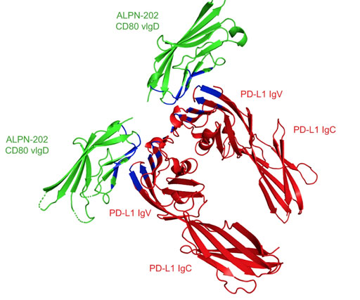 structure of ALPN-202 in complex with PD-L1 