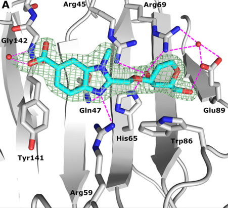Galectin-8 inhibitor complex