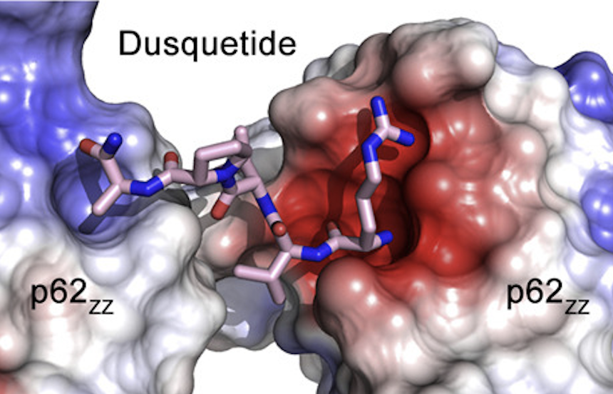 p62-ZZ in complex with dusquetide