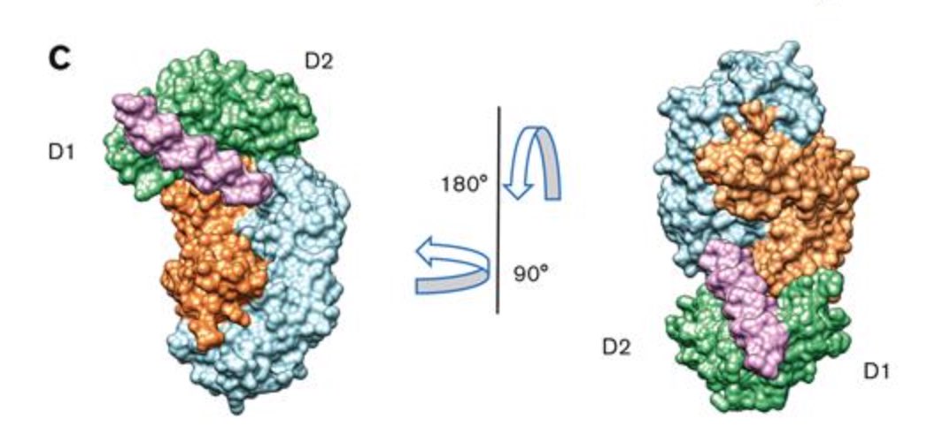 Crystal structure of the GPVI-glenzocimab complex