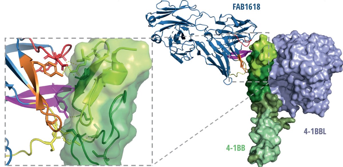 Crystal structure of agonistic antibody 1618 fab domain bound to human 4-1BB