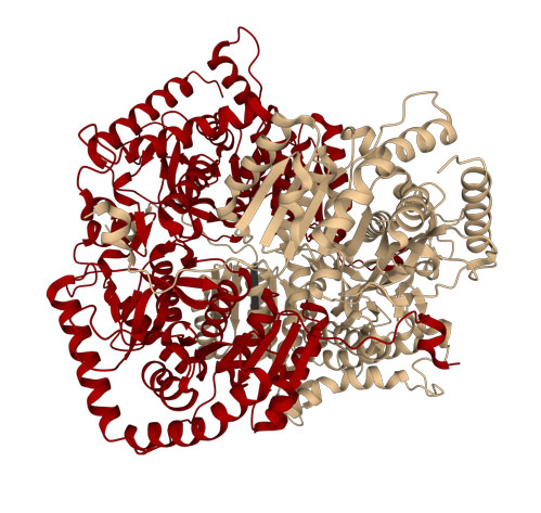 X-ray crystallographic structure of Lactate dehydogenase LDH