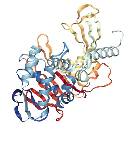 X-ray structure of USP8 