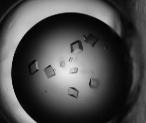 crystals of HSP90 for X-ray crystallographic data collection