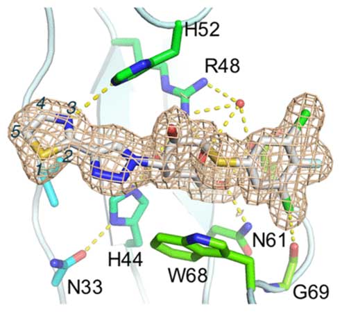 Human galectin 1 in complex with inhibitor 